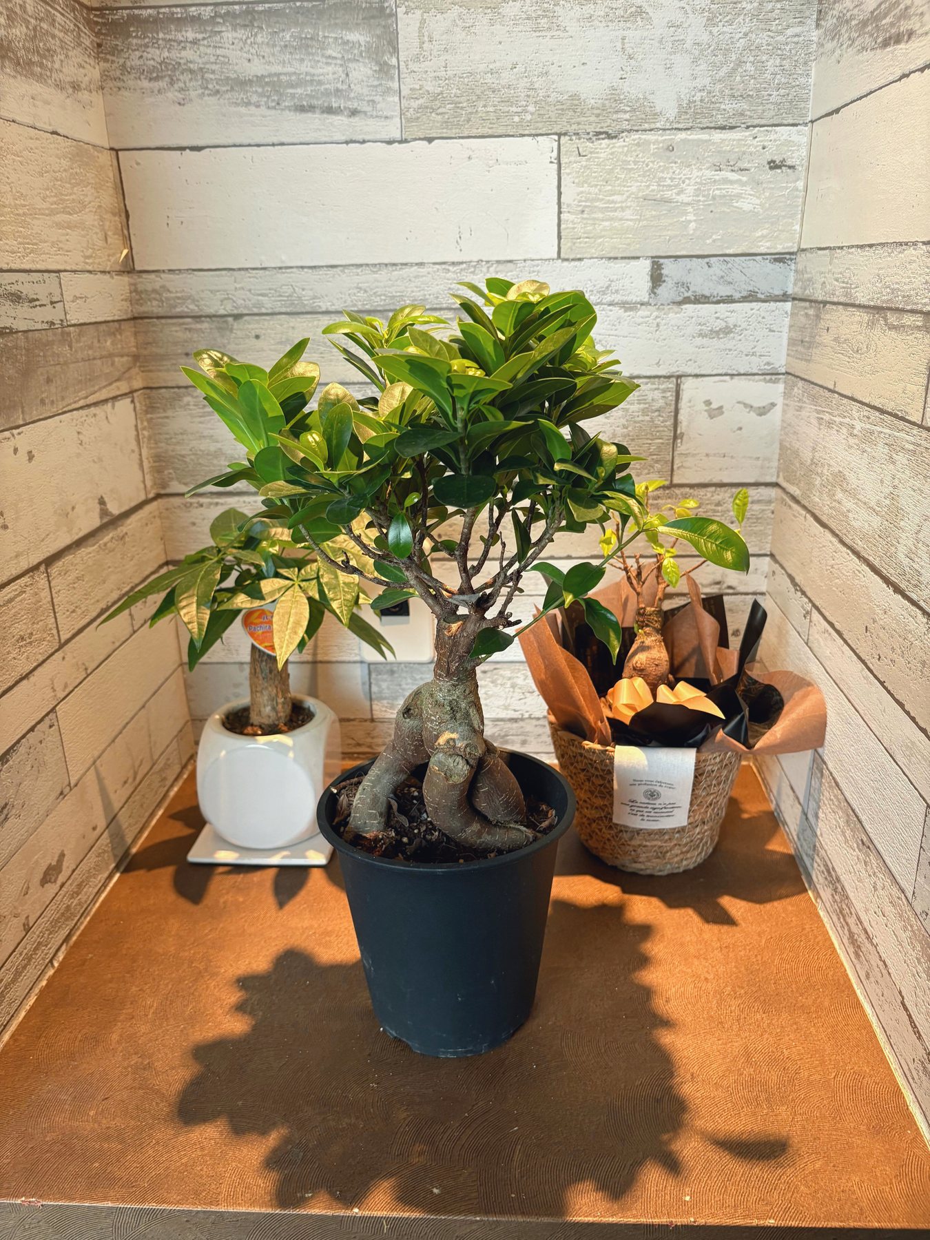 ガジュマルの鉢植え